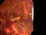 bug in amber