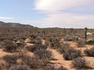Joshua Tree Grove