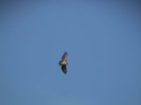 Red Tail Hawk