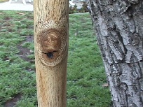 skull shaped image in knot